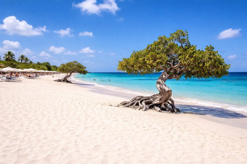Aruba Eagle Beach divi divi trees white sand turquoise water sunny sky
